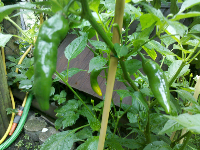 2012-07-16_17-39-59_54.jpg