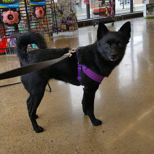 Pet Supply Store «Pet Supplies Plus», reviews and photos, 531 Monroe Ave, Rochester, NY 14607, USA