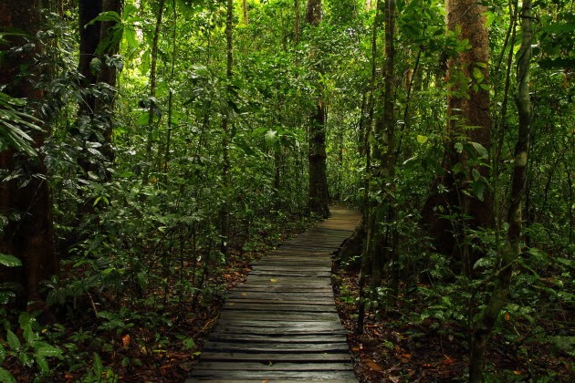 Jungle Trail leading to Sabang underground river, Philippines