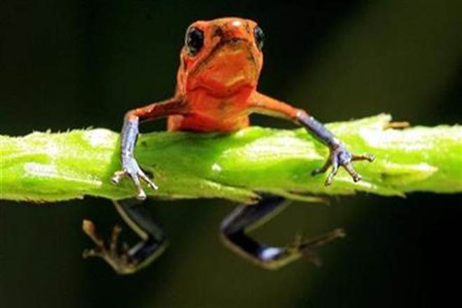 Biodiversity falls below ‘safe levels’ globally Biodiversity falls below ‘safe levels’ globally