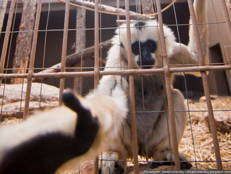 USA Colorado Cheyenne Mountain Zoo Monkey США Колорадо Шайенн Маунтин Зоопарк Обезьяна