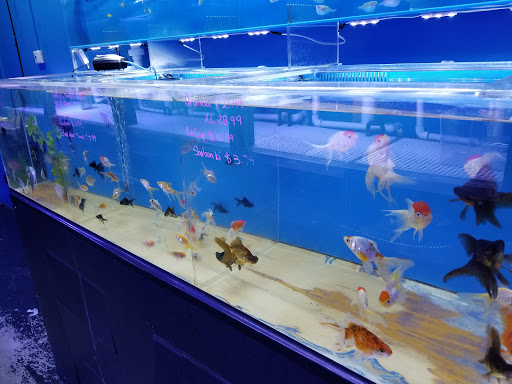 Aquarium «Dream Aquarium 1», reviews and photos, 6900 W 32nd Ave #9, Hialeah, FL 33018, USA