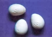 Hình 4: Phôi gà bị còi cọc so với phôi bình thường và trứng bị méo mó
