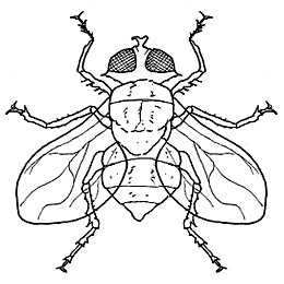 Mosca para colorear Mosca para colorear