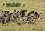 Gnus in der Massai Mara © Foto: S. Schlesinger | Outback Africa Erlebnisreisen