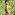 Shalu