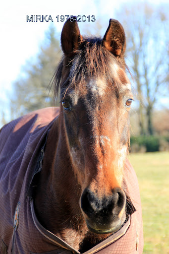 mes poilus Chevaux%2520et%2520paysages%2520039