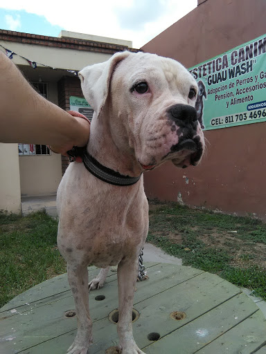 Estetica Canina Guau Wash, Blvd. Acapulco, Misión de San Miguel, 66648 Cd Apodaca, N.L., México, Cuidador de mascotas | NL
