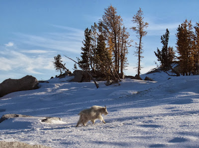 Winter goats look big