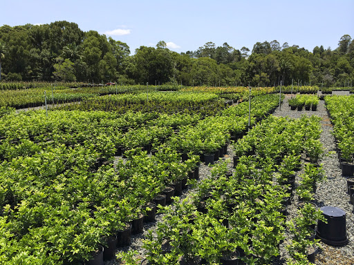 Downes Whole Nursery Northern Rivers Area 43 Downes Whole Nursery Northern Rivers