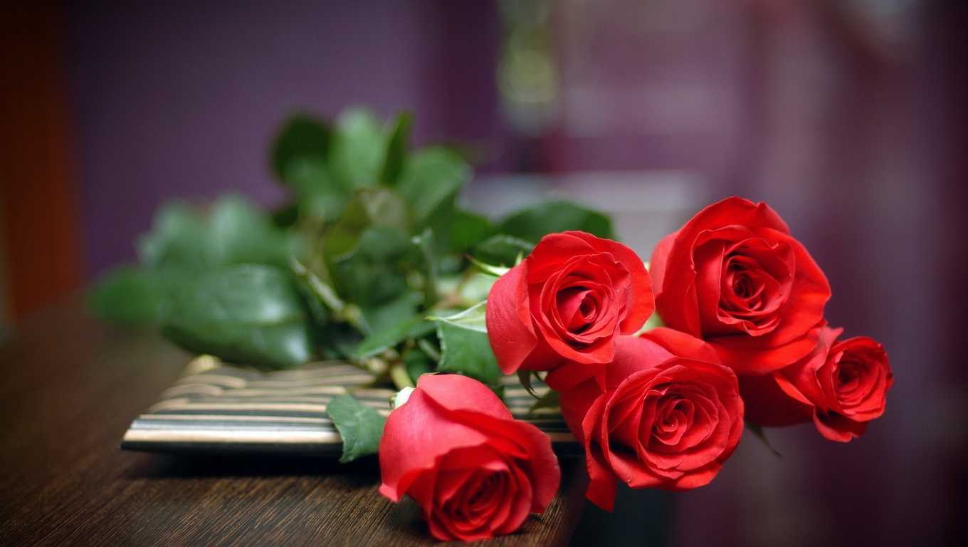 Bộ ảnh hoa hồng Nhung đẹp nhất Bộ ảnh hoả hồng Nhung đẹp nhất