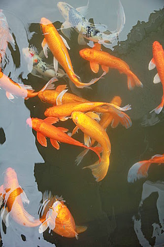 花蓮 潭心閣 用餐區外 鯉魚 (2)