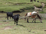 Horse and cows at the "Longclaw stop" en route to Goba