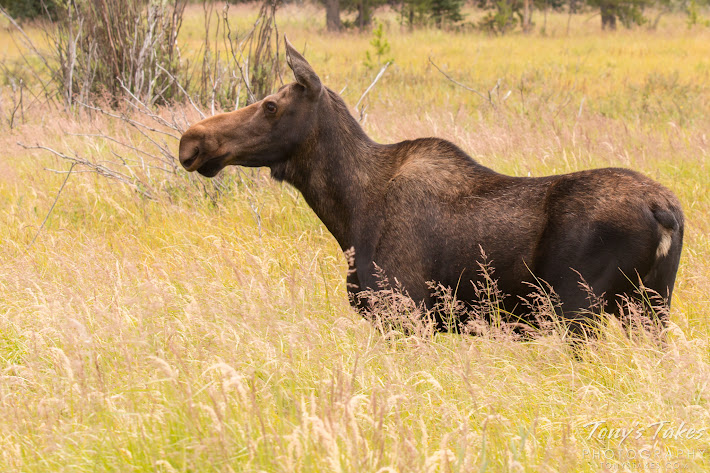 A female Moose keeps close watch. (© Tony’s Takes)