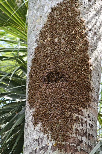 Nature Preserve «Emerson Point Preserve», reviews and photos, 5801 17th St W, Palmetto, FL 34221, USA