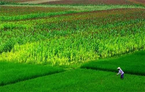 Cánh đồng lúa Việt Nam: xanh - chín vàng