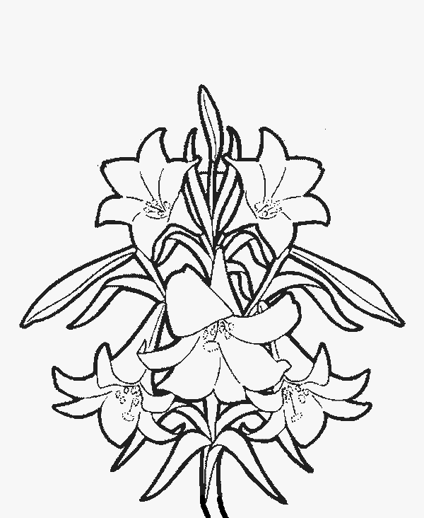 Mandala Pattern Coloring Pages for Adults