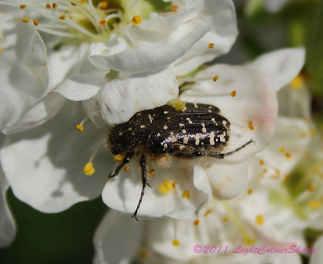 Black-and-white spotted beetle