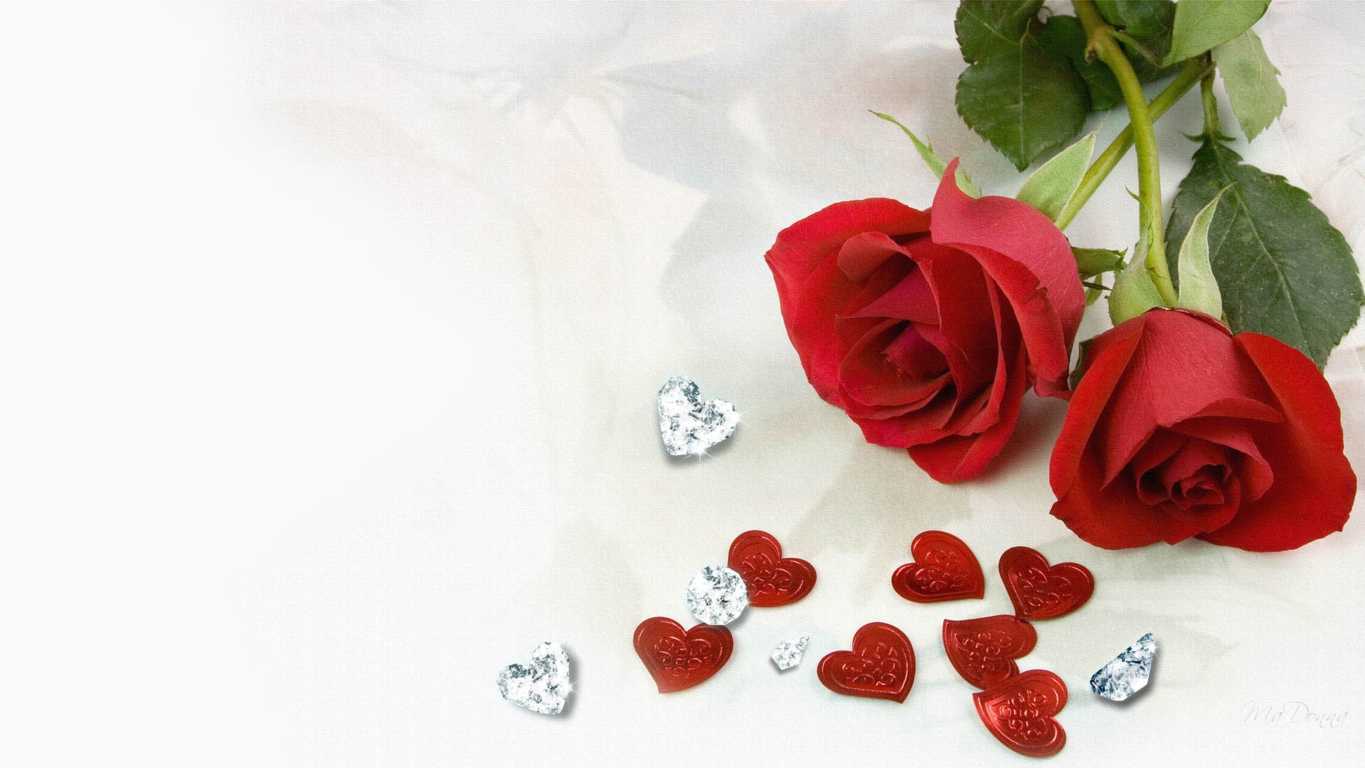 Bộ ảnh hoa hồng Nhung đẹp nhất hình nền hoả hồng nhung