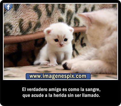 Dichos de Amistad en imágenes Frases de Motivacion - Imagenes Con Frases De Amistad Para Facebook
