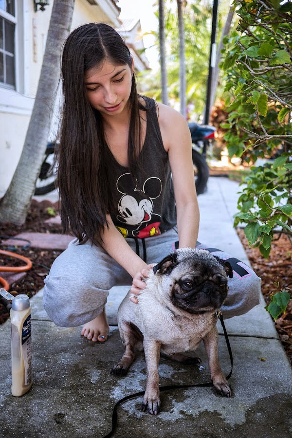 Buddy the Mischievous Pug