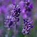 Lavender Essential Oil Lavender Essential Oil