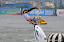 AQUABIKE WORLD CHAMPIONSHIP-051011- Liu Xianyi at the UIM Aquabike GP of China in Liuzhou on Liujiang River. This GP is the 4th leg of the UIM Aquabike World Championships 2011. Picture by Vittorio Ubertone/Aquabike Promotion Limited