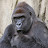 Harambe The Gorilla