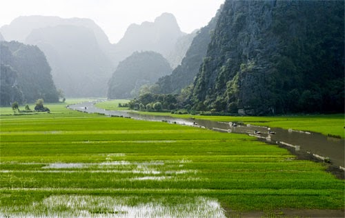 Cánh đồng lúa Việt Nam: xanh - chín vàng