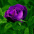 Rahat Mohammad