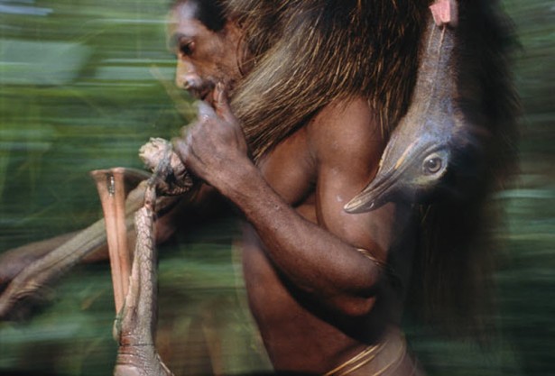 Korowai Tribe Korowai Tribe