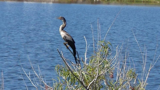 Nature Preserve «Lake Apopka Wildlife Drive», reviews and photos, 2803 Lust Rd, Apopka, FL 32703, USA