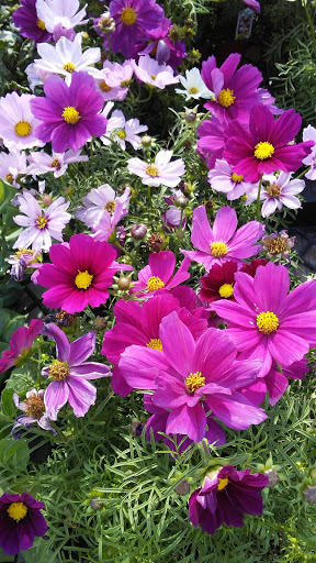 Garden Center «International Garden and Floral Design Center», reviews and photos, 155 N Sepulveda Blvd, El Segundo, CA 90245, USA