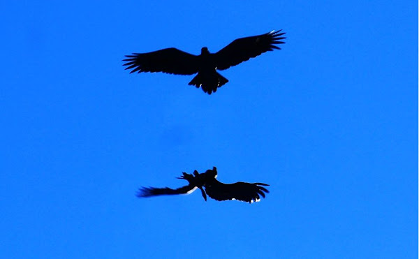 wedge tailed eagles