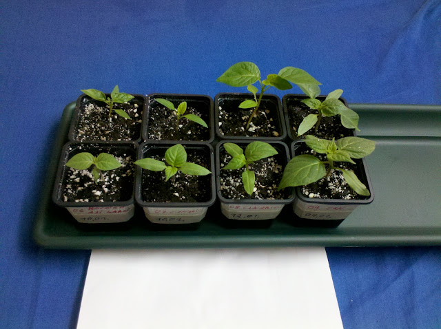 2012-01-29_12-48-55_714.jpg