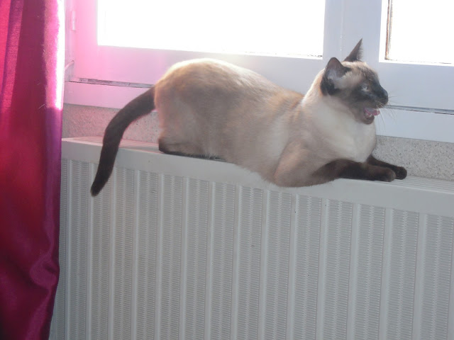 http://lh4.googleusercontent.com/-CyuHlIzW2pk/TykkZYLd43I/AAAAAAAALD0/ZMWvaBT6spo/s640/DSCN3097%255B1%255D.jpg