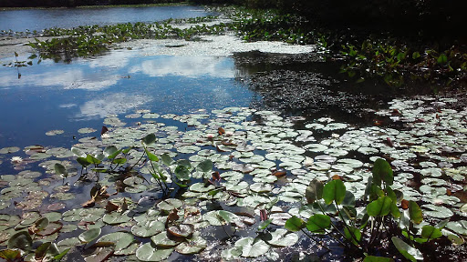 Nature Preserve «Twin Lakes Preserve», reviews and photos, Park Ave, Wantagh, NY 11793, USA
