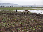 A farmer plowing at Lake Chelekcheka