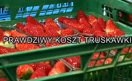 Prawdziwy koszt truskawki / La ran?on de la fraise (2009) PL.TVRip.XviD / Lektor PL Prawdziwy koszt truskawki / La ran?on de la fraise (2009) PL.TVRip.XviD / Lektor PL
