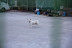 the most popular breed of dog, kept as pets