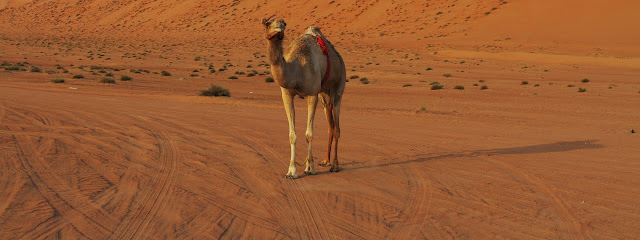 A Camel at Wahiba Sands, Oman
