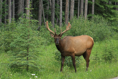LAKE LOUISE CAMPGROUND - CAMPGROUND REVIEWS, DEALS LAKE LOUISE CAMPGROUND - CAMPGROUND REVIEWS, DEALS