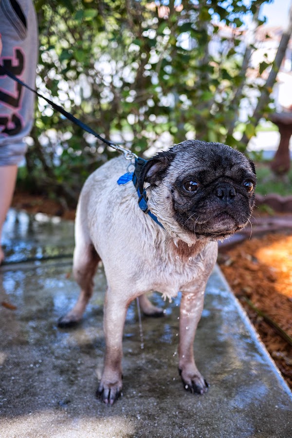Buddy the Mischievous Pug