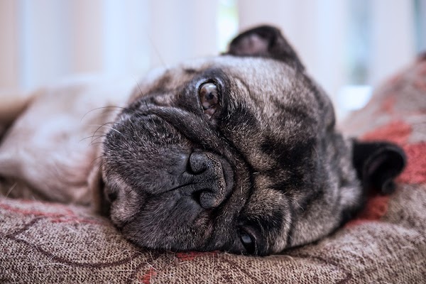 Buddy the Mischievous Pug