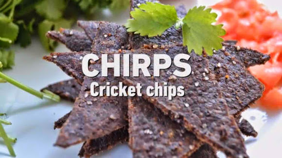 Chirps Big Cricket Farms Image of Chirps Big Cricket Farms