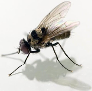 Mosca con su sombra Mosca con su sombra