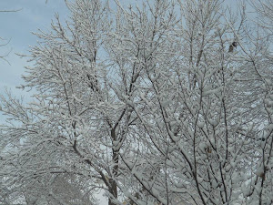 February started with a shot of snow in Thornton. (Jason McNeil)