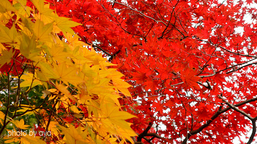 永観堂の紅葉1