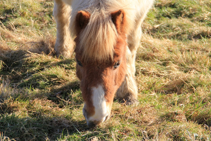 un de mes poilus Chevaux%2520et%2520paysages%2520022