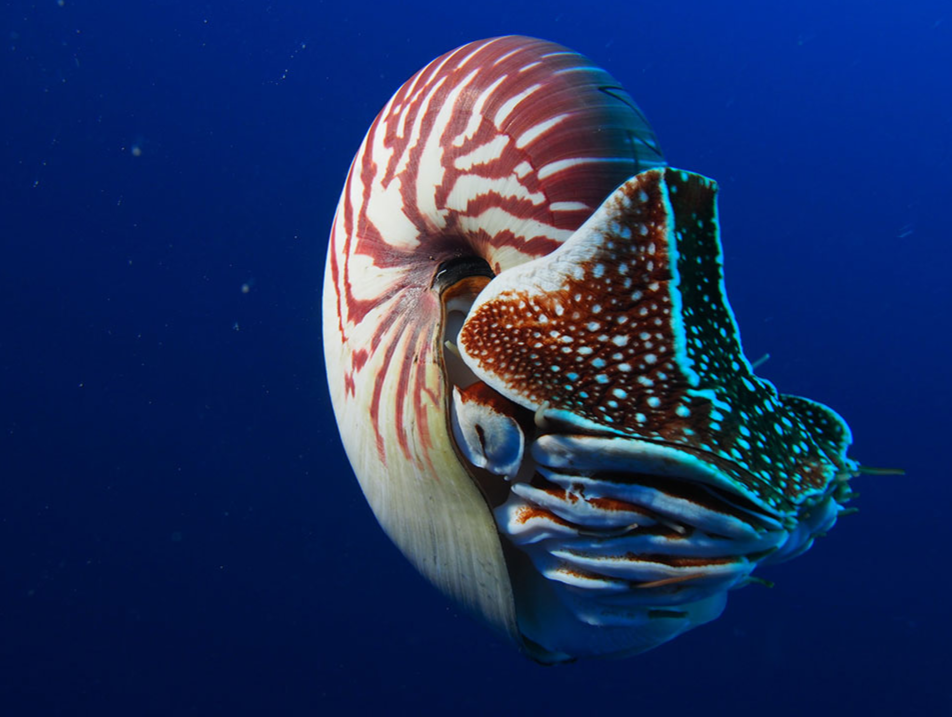 Research backs up ongoing efforts to protect the enigmatic Nautilus Research backs up ongoing efforts to protect the enigmatic Nautilus